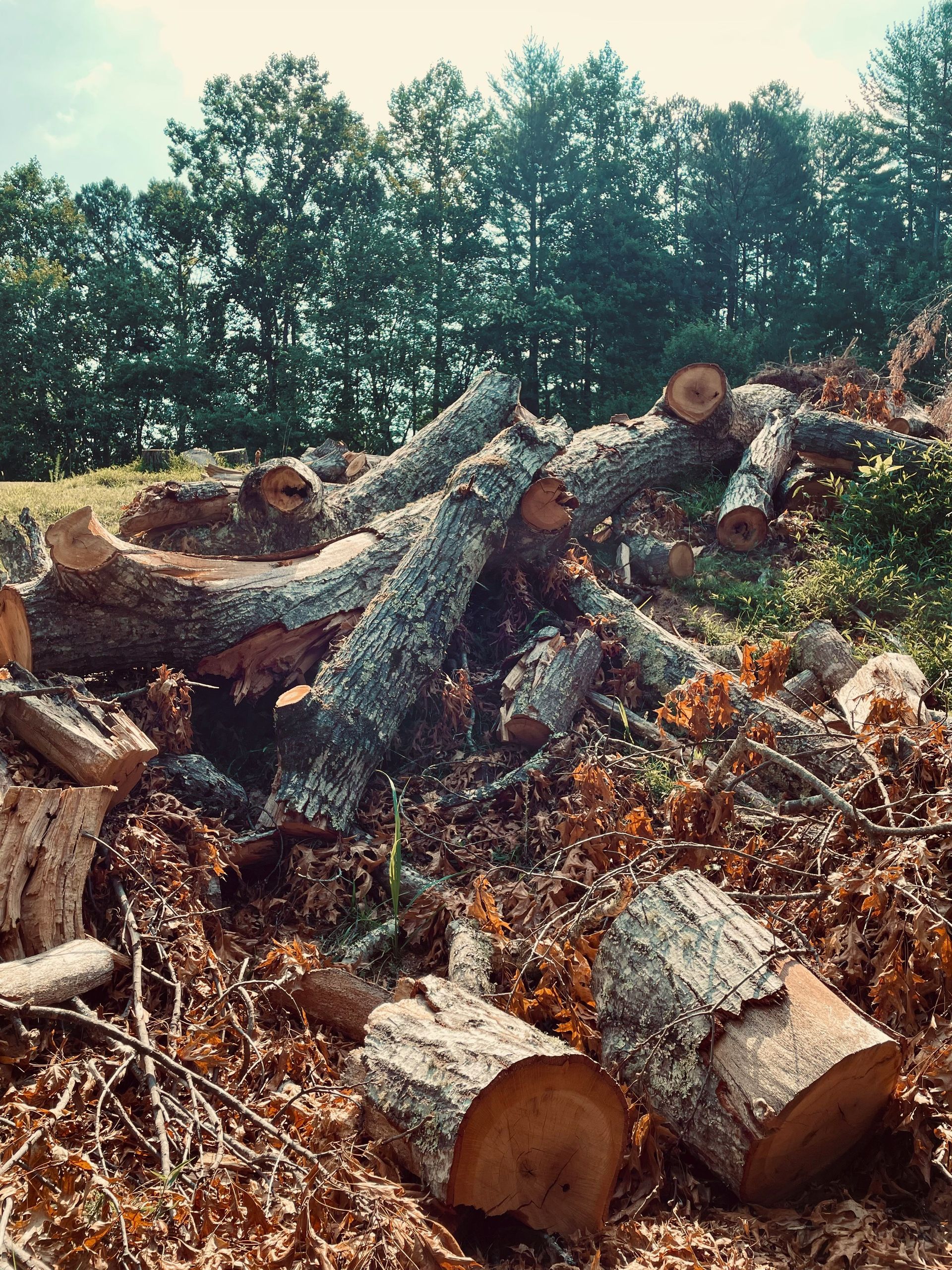 A pile of wood sitting in the middle of a forest