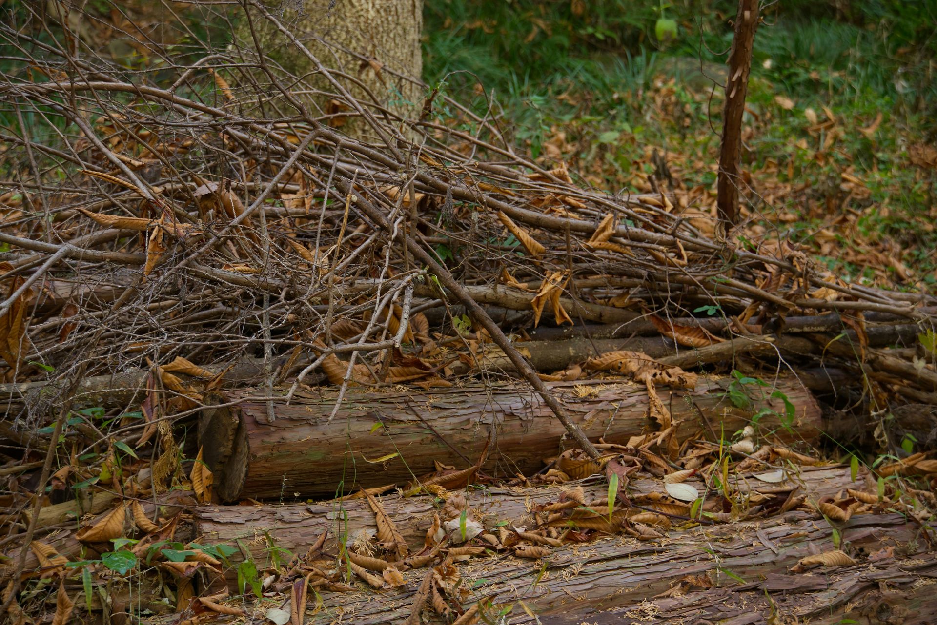 Pile of branches and logs on the forest floor